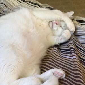 Meet your Posher, Simon